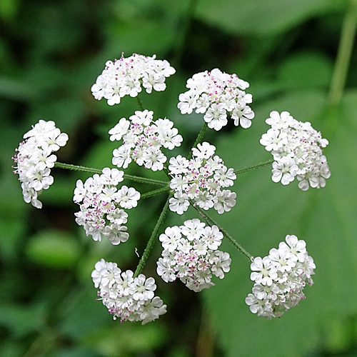 Wald-Borstendolde / Torilis japonica